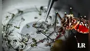 Científicos argentinos han descubierto mutación en el mosquito del dengue: se habrían vuelto resistentes a la fumigación