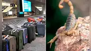 Massachusetts: mujer fue picada por un escorpión mientras esperaba su equipaje en el Aeropuerto Logan de Boston