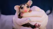 Este es el mamífero con el embarazo más corto del mundo: no supera el mes y su sistema reproductivo es particular