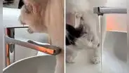 ¿Un gato ecológico? Minino sorprende al abrir el grifo para tomar agua y lo cierra solo