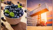 Perú domina el mercado internacional del arándano: exportaciones del 'oro azul' sumaron US$2.270 millones en 2024