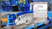 Produce actualiza reglamento de la pota para proteger el recurso y fortalecer a pescadores artesanales