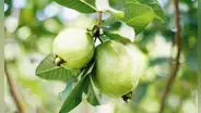 Esta fruta equilibra el azúcar en sangre y combate la hipertensión: así puedes consumirla