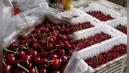 China ordena destruir 1.300 contenedores de cerezas chilenas: pérdida está valorizada en más de 100 millones de dólares