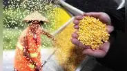 Científicos chinos buscan crear maíz rico en proteínas para reemplazar la importación de soja desde Estados Unidos