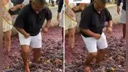 Usuarios se sorprenden al ver a ‘Choca’ pisando uvas para la preparación de vino: "Bien sazonado"