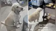 Perrito intercambia objetos de su casa por alimentos en puesto de comida: “Paga por sus antojos”