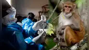 Científicos crean una pastilla que cura el ébola en monos, un paso clave para salvar vidas humanas