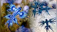 Estos son los dragones azules, los animales marinos que no deben ser tocados y visitan las costas de España