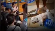 Perrito resultó herido tras caer a las vías del Metropolitano en Cercado de Lima: pasajeros auxiliaron al can