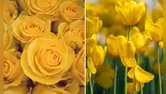 ¿Cuándo se deben regalar flores amarillas en 2025? Fecha exacta y origen de esta tradición