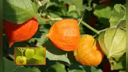 La mullaca, la fruta de la Amazonía peruana que podría prevenir el avance del alzheimer y combatir la diabetes