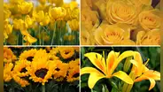 Girasoles, tulipanes y más: ¿qué flores amarillas puedes regalar este viernes 21 de marzo?