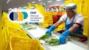 Trabajadores independientes pueden aportar a la ONP para acceder a una pensión y seguros de salud: ¿cuáles son los requisitos en 2025?