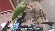 Loro aterrorizado ‘pide auxilio’ a su dueña al encontrarse muy cerca de un felino y grita: “Abuelita, me come el gato”