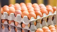 Huevos gratis en Nueva York: conoce los estados donde se repartirán y el horario para recogerlos