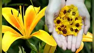 ¿Qué días del año se regalan flores amarillas y su significado?