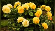 Más de 50 mensajes para regalar flores amarillas a tu novia, amiga o esposa este 21 de marzo