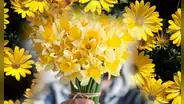 ¿Qué simbolizan las flores amarillas en el amor?