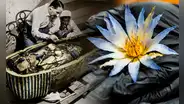 Investigación científica revela el uso del misterioso loto azul, la flor encontrada en la tumba de Tutankamón