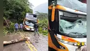 Pasajeros salvan de morir luego de que árbol caiga sobre bus de Movil Bus en Pasco
