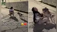 Joven se reencuentra con su perrito después de un año y emociona en redes: “Jamás olvidan”