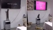 Tierno gatito aprendió a encender la TV para ver La Pantera Rosa: "Hasta se sabe el horario"