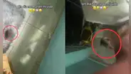 Rata se sube a la pierna de una mujer mientras intentaba espantarla y el video se hace viral: "Hasta yo me asusté"