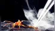 El insecto que dispara ácido a 100 °C: puede causar ceguera con un solo disparo y lanzar hasta 20 ataques en segundos