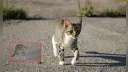 ¿Sabías que los gatos caminan en círculos? La verdadera razón detrás de este comportamiento