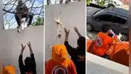 Rescatan a gatito de árbol, pero acción termina de forma inesperada: “¿Cuántas vidas perdió?”