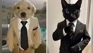 El filtro “calle, pero elegante” arrasa en TikTok: así puedes vestir a tu mascota con estilo
