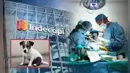 Indecopi multa con solo S/5.350 a veterinaria en Lima por operar pata equivocada de un perrito