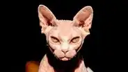 El verdadero origen de los 'gatos esfinge' no está en Egipto, sino en Canadá: una mutación genética natural