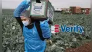 E-Verify obligatorio en Florida: ¿cómo afectará a los inmigrantes sin papeles en el mercado laboral en EEUU?