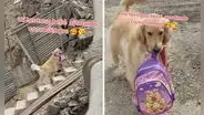 Golden retriever enternece al cargar la mochila de su pequeña dueña en Lima: “Muy educado”