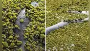 Fotógrafo captó el aterrador momento en que se topó con una enorme anaconda: "Mide 5 metros"
