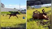 Caballo criado en la ciudad vuelve al campo y su reacción emociona a miles: "¿Spirit, eres tú?”