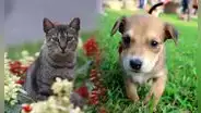 ¿Perros o gatos? Esta es la mascota que genera una mayor inversión en hogares peruanos para su alimentación y juguetes
