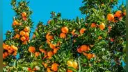 ¿Por qué Florida enfrenta una crisis histórica en la producción de naranjas? Las causas detrás de la escasez, según USDA