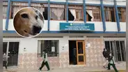 Comité animalista de Piura pide condena contra hombre que atacó a machetazos a perro