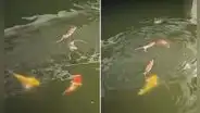 Ratitas 'nadadoras' compiten por alimento con peces en laguna: “Nadie se libra de la competencia”