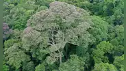 Investigadores descubren el Choibá, el árbol que convierte los rayos en su arma para sobrevivir