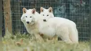 Los lobos creados por Colossal Biosciences no son lobos gigantes y no han sido desextintos, según expertos