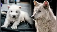 Genetista asegura que no se revivió a la especie del 'lobo gigante', sino que se ha "creado un híbrido experimental"