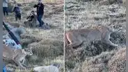Puma asombra a fotógrafos al caminar entre ellos para cazar un guanaco: “Por favor, silencio estoy trabajando”