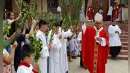 ¿Por qué se usan las palmas en Domingo de Ramos, día de inicio de la Semana Santa?