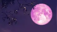 Luna Rosa 2025: dónde y a qué hora ver la luna llena este sábado 12 de abril en México