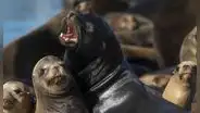Registraron ataques de leones marinos "demoníacos" en playas de California: ¿cuál fue la sustancia que ingirieron?