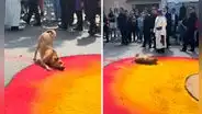 Perrito arruina alfombra de aserrín para procesión por Semana Santa y en redes bromean: "Firulais es evangélico"